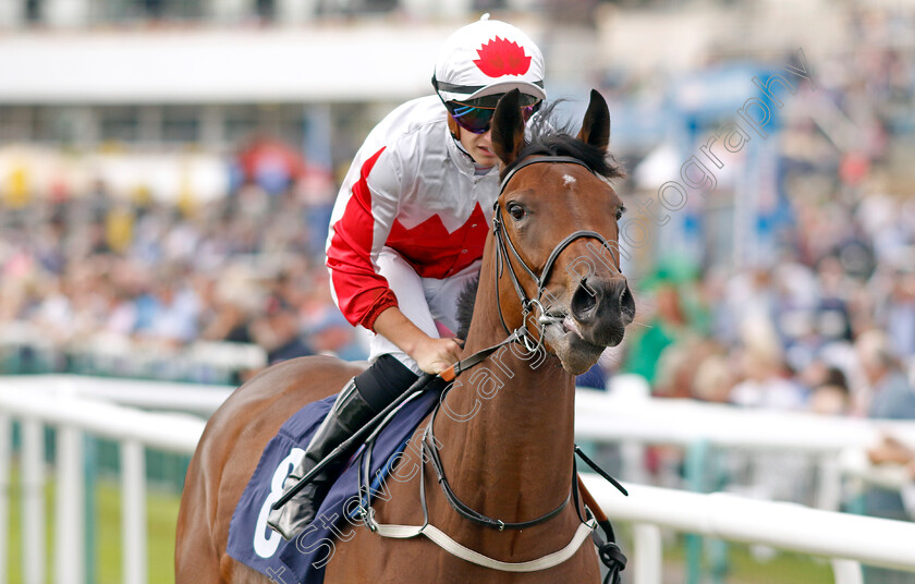 Pasha-0001 
 PASHA (Tom Marquand)
Doncaster 15 Sep 2023 - Pic Steven Cargill / Racingfotos.com