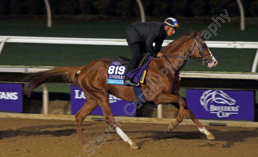 Seagulls-Eleven-0001 
 SEAGULLS ELEVEN training for the Breeders' Cup Juvenile Turf 
Del Mar USA 30 Oct 2024 - Pic Steven Cargill / Racingfotos.com