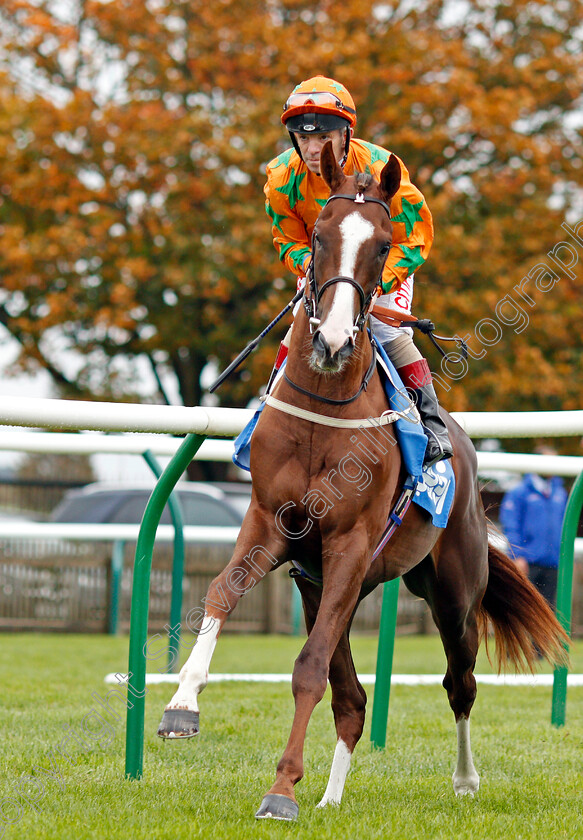 Dontaskmeagain-0001 
 DONTASKMEAGAIN (Franny Norton)
Newmarket 12 Oct 2019 - Pic Steven Cargill / Racingfotos.com