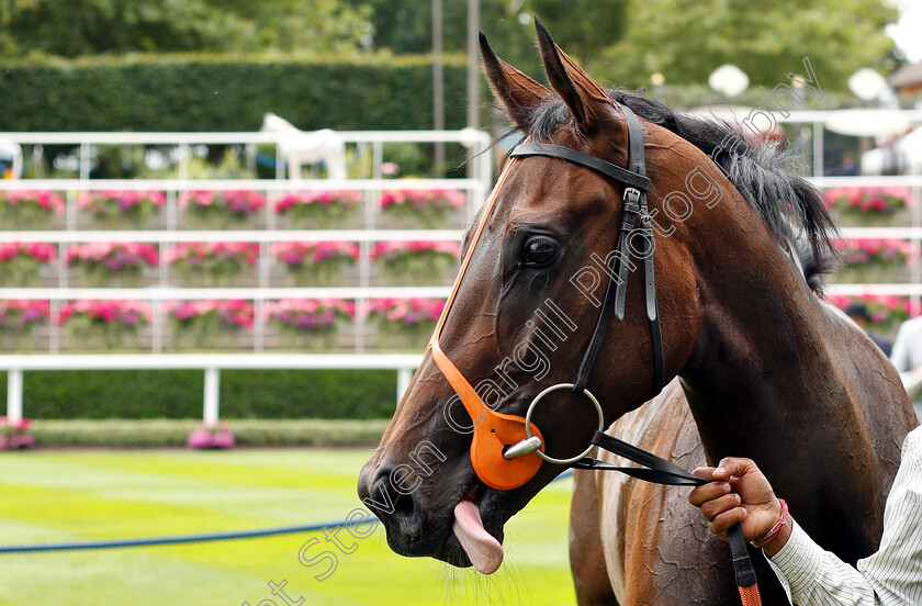 Cloak-Of-Spirits-0007 
 CLOAK OF SPIRITS after The John Guest Racing British EBF Fillies Novice Stakes
Ascot 26 Jul 2019 - Pic Steven Cargill / Racingfotos.com