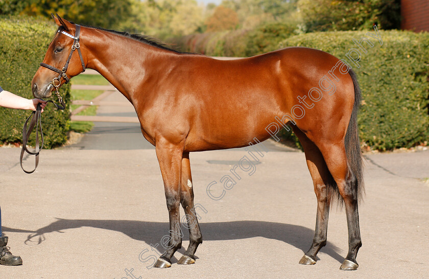 Oasis-Dream-ex-Goleta-0002 
 Oasis Dream ex Goleta yearling
Shadwell 24 Oct 2018 - Pic Steven Cargill