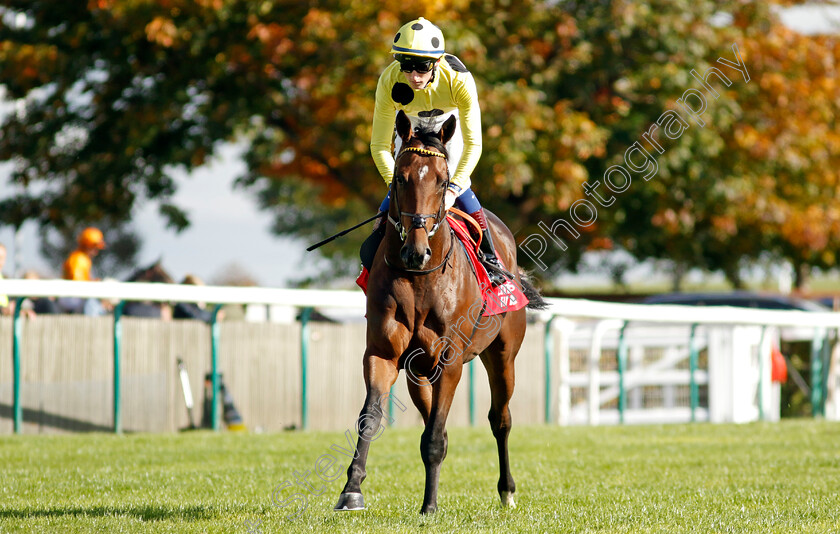 Exoplanet-0002 
 EXOPLANET (David Egan)
Newmarket 8 Oct 2022 - Pic Steven Cargill / Racingfotos.com