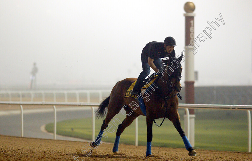 Almond-Eye-0009 
 ALMOND EYE training for The Dubai Turf
Meydan 29 Mar 2019 - Pic Steven Cargill / Racingfotos.com