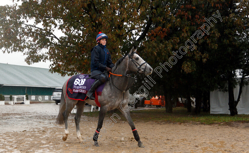 Havana-Grey-0001 
 HAVANA GREY exercising ahead of The Breeders' Cup Turf Sprint
Churchill Downs USA 1 Nov 2018 - Pic Steven Cargill / Racingfotos.com