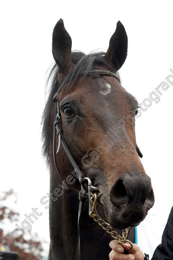 Sir-Dragonet-0014 
 SIR DRAGONET after The MBNA Chester Vase
Chester 8 May 2019 - Pic Steven Cargill / Racingfotos.com