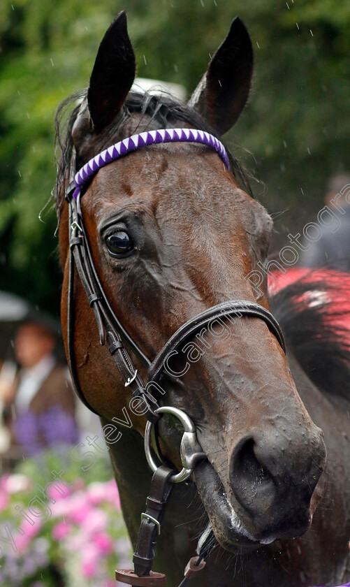 Persian-Dreamer-0008 
 PERSIAN DREAMER winner of The Duchess of Cambridge Stakes
Newmarket 14 Jul 2023 - Pic Steven Cargill / Racingfotos.com