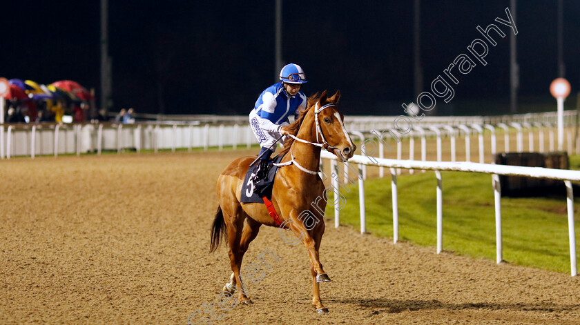 Lordsbridge-Havana-0002 
 LORDSBRIDGE HAVANA (Marco Ghiani)
Wolverhampton 20 Dec 2024 - Pic Steven Cargill / Racingfotos.com