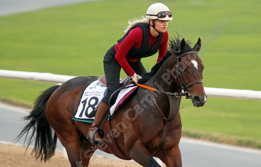 Ponntos-0002 
 PONNTOS training at the Dubai Racing Carnival 
Meydan 4 Jan 2024 - Pic Steven Cargill / Racingfotos.com