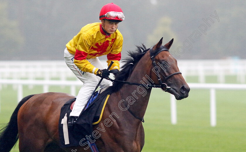 Kylie-Of-Lochalsh-0001 
 KYLIE OF LOCHALSH (Benoit de la Sayette)
Ascot 6 Sep 2024 - Pic Steven Cargill / Racingfotos.com