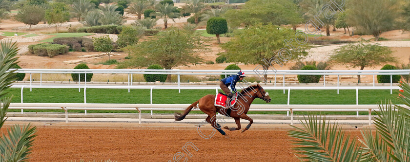 Giavellotto-0001 
 GIAVELLOTTO training for The Red Sea Turf Handicap
King Abdulaziz Racetrack, Saudi Arabia 22 Feb 2024 - Pic Steven Cargill / Racingfotos.com