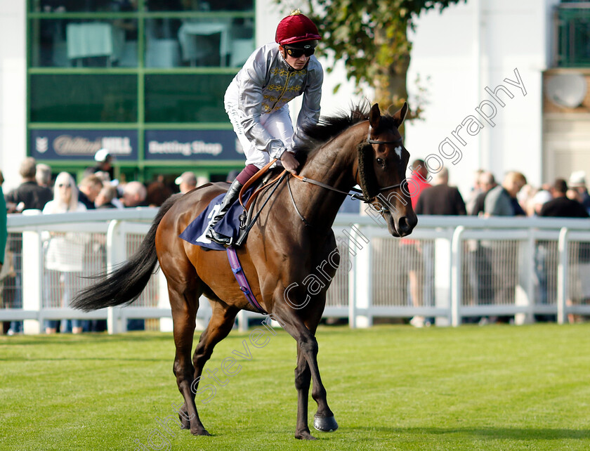 Al-Anoud-0001 
 AL ANOUD (Rob Hornby)
Yarmouth 18 Sep 2024 - Pic Steven Cargill / Racingfotos.com