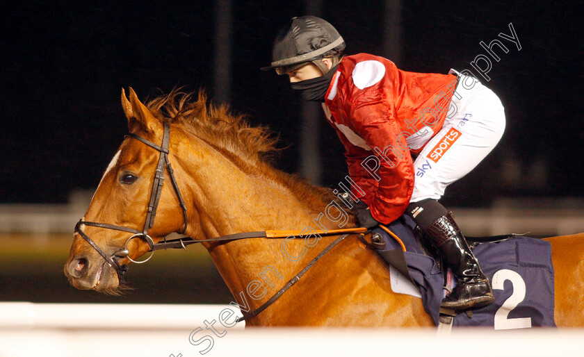 Felix-0002 
 FELIX (Hollie Doyle) winner of The Betway Conditions Stakes
Wolverhampton 11 Jan 2021 - Pic Steven Cargill / Racingfotos.com