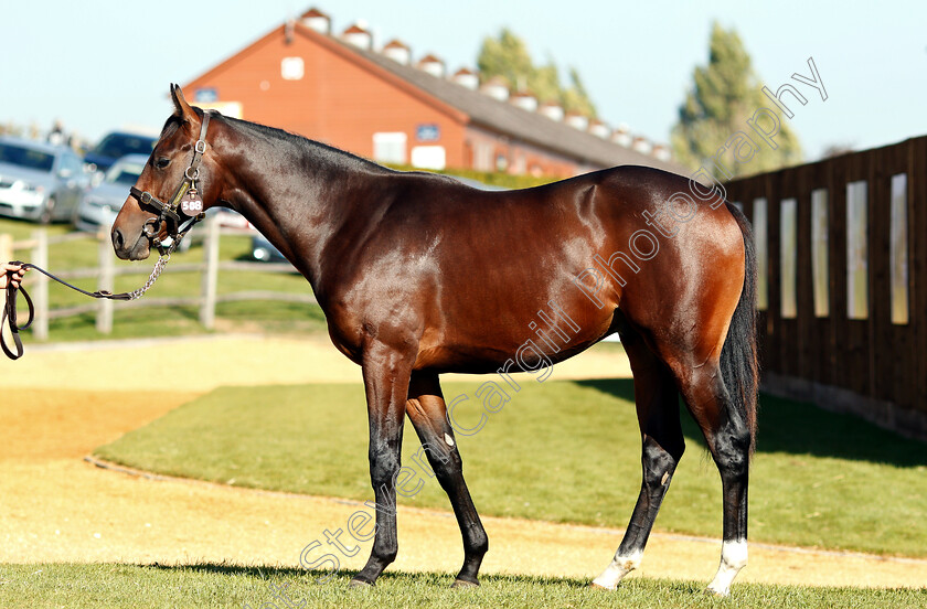 Lot-0508-colt-by-Invincible-Spirit-x-Monzza-0001 
 Lot 508 a colt by Invincible Spirit x Monzza before selling at Tattersalls Yearling Sale Book1
Newmarket 10 Oct 2018 - Pic Steven Cargill / Racingfotos.com