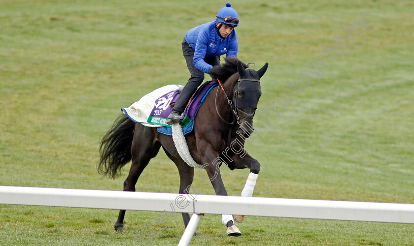 Rebel s-Romance-0002 
 REBEL'S ROMANCE training for the Breeders' Cup Turf 
Keeneland USA 2 Nov 2022 - Pic Steven Cargill / Racingfotos.com