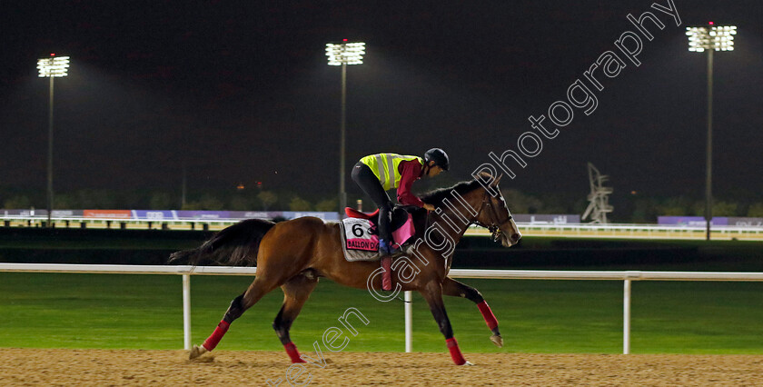 Ballon-d Or-0001 
 BALLON D'OR training for The UAE Derby
Meydan Dubai 26 Mar 2024 - Pic Steven Cargill / Racingfotos.com