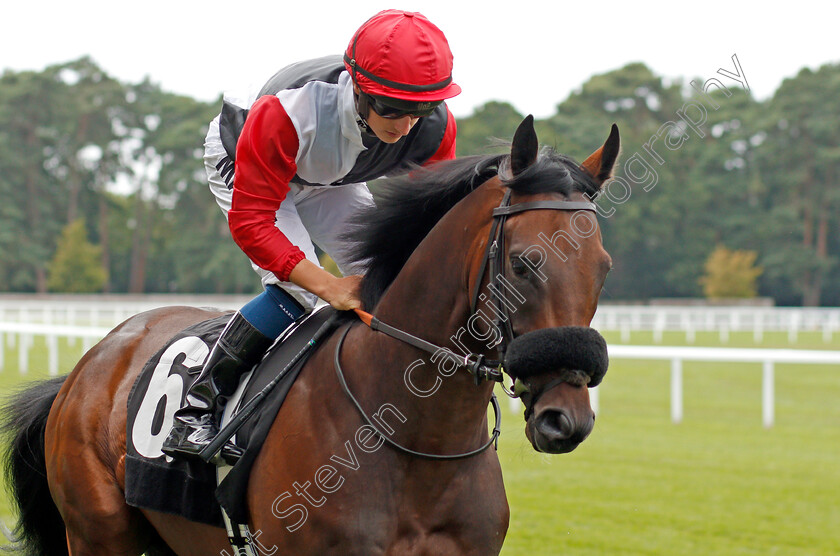 Shoot-To-Kill-0001 
 SHOOT TO KILL (Tom Marquand)
Ascot 26 Jul 2019 - Pic Steven Cargill / Racingfotos.com