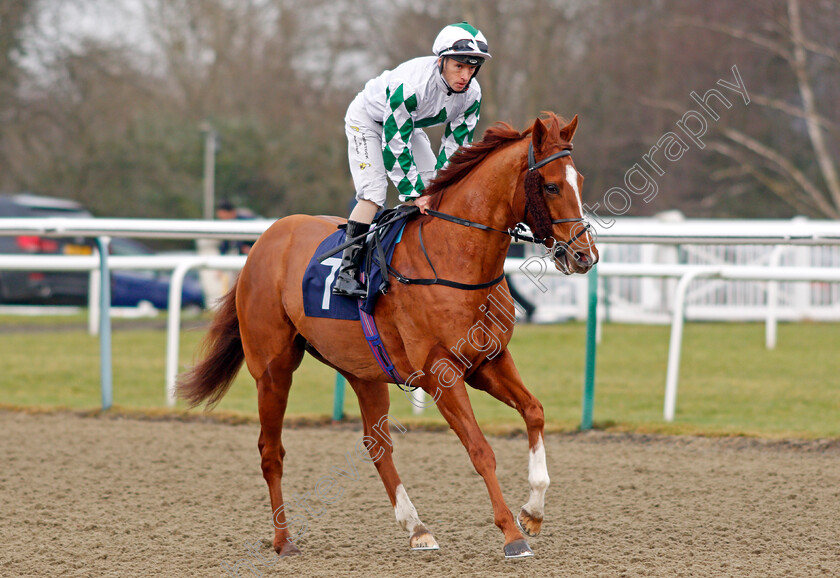 Samarmadi-0001 
 SAMARMADI (Noel Garbutt) Lingfield 6 Jan 2018 - Pic Steven Cargill / Racingfotos.com