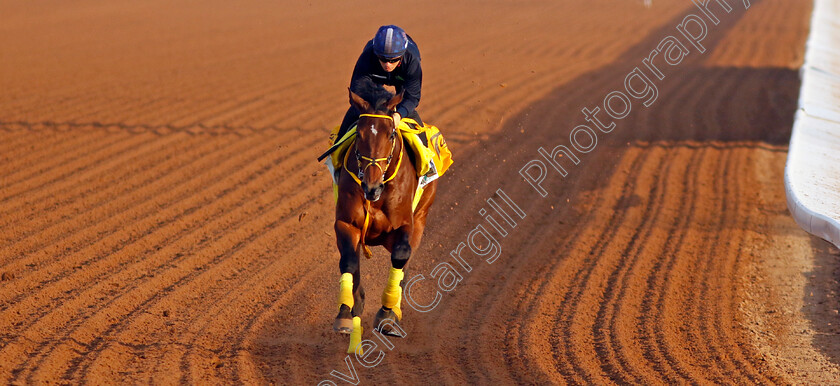 Ushba-Tesoro-0001 
 USHBA TESORO training for The Saudi Cup
King Abdulaziz Racecourse, Saudi Arabia 21 Feb 2024 - Pic Steven Cargill / Racingfotos.com