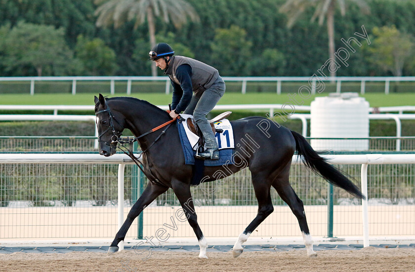 Heart-Of-Honor-0001 
 HEART OF HONOR training at the Dubai Racing Carnival 
Meydan 2 Jan 2025 - Pic Steven Cargill / Racingfotos.com