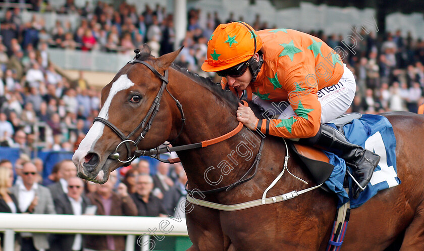 I-Am-A-Dreamer-0005 
 I AM A DREAMER (P J McDonald) wins The Stratford Place Stud Breeds Group Winners Ebfstallions.com Maiden Stakes York 17 May 2018 - Pic Steven Cargill / Racingfotos.com