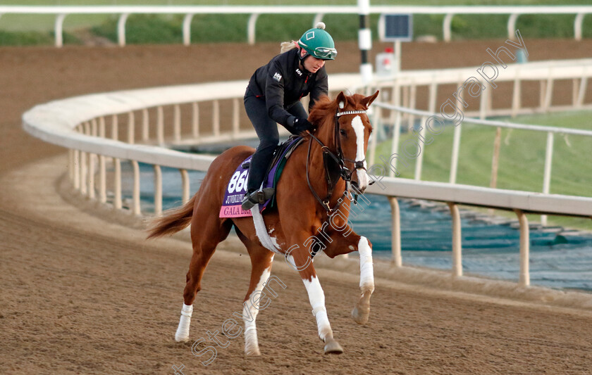 Gala-Brand-0001 
 GALA BRAND training for The Breeders' Cup Juvenile Fillies Turf
Santa Anita USA, 31 October 2023 - Pic Steven Cargill / Racingfotos.com