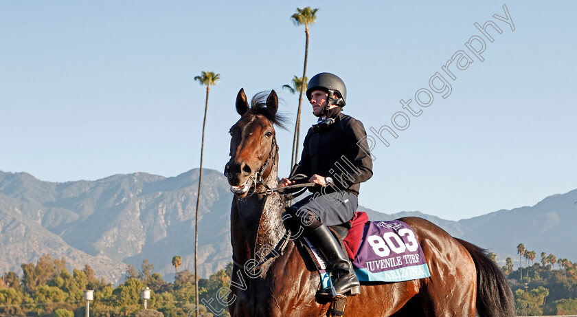 Arizona-0001 
 ARIZONA training for The Breeders' Cup Juvenile Turf
Santa Anita USA 31 Oct 2019 - Pic Steven Cargill / Racingfotos.com