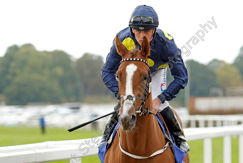 Swingalong-0001 
 SWINGALONG (Clifford Lee) winner of The Sky Bet Lowther Stakes
York 18 Aug 2022 - Pic Steven Cargill / Racingfotos.com