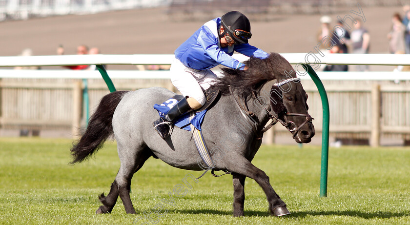 Briar-Smokey-Joe-0002 
 BRIAR SMOKEY JOE (Zac Kent) wins The Shetland Pony Grand National Flat Race
Newmarket 28 Sep 2018 - Pic Steven Cargill / Racingfotos.com