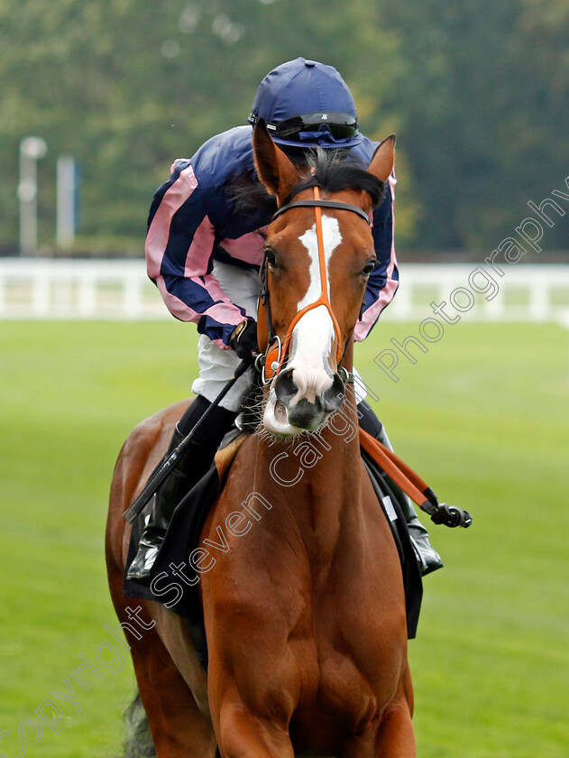 Cavriana-0001 
 CAVRIANA (Sean Levey)
Ascot 8 Sep 2023 - Pic Steven Cargill / Racingfotos.com