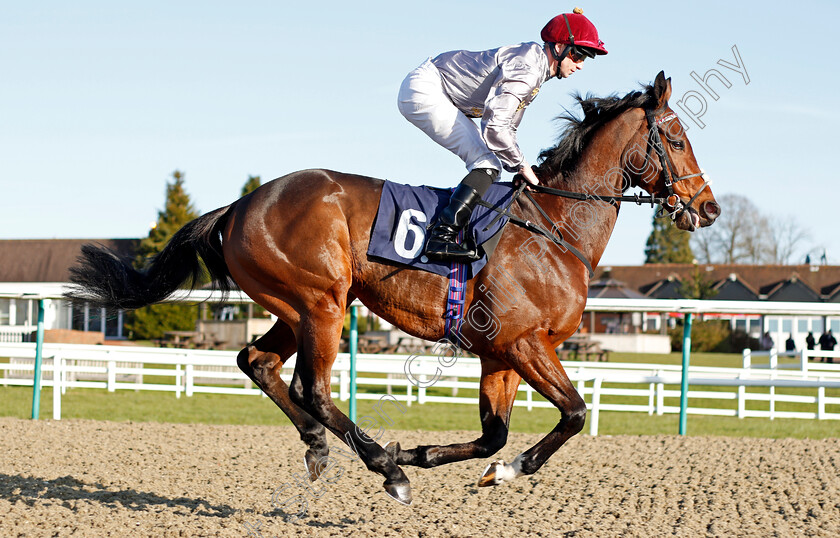 Almufti-0003 
 ALMUFTI (Jack Mitchell) before The Bombardier March To Your Own Drum Handicap
Lingfield 8 Feb 2020 - Pic Steven Cargill / Racingfotos.com