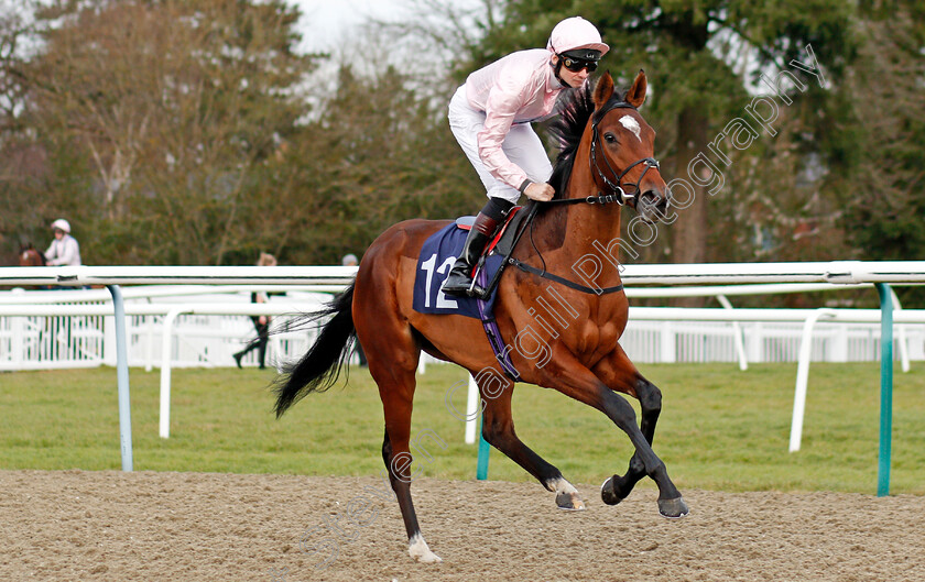 Shimmering-0001 
 SHIMMERING (Robert Havlin) winner of The Ladbrokes Home Of The Odds Boost EBF Novice Stakes
Lingfield 18 Dec 2019 - Pic Steven Cargill / Racingfotos.com