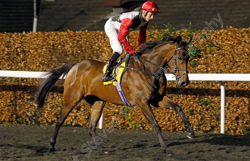 Poker-Face-0004 
 POKER FACE (Harry Davies) winner of The Unibet Hyde Stakes
Kempton 4 Dec 2024 - pic Steven Cargill / Racingfotos.com