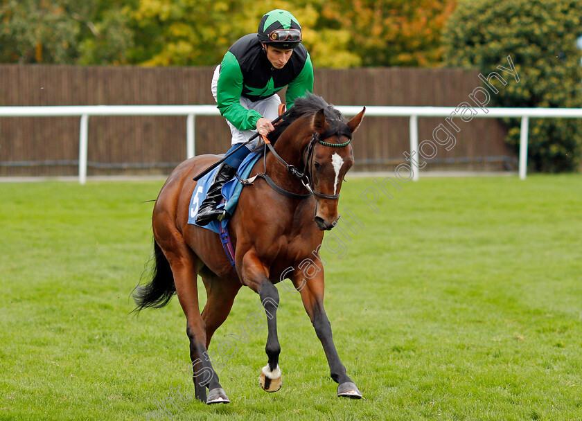 Porsche-Cavalier 
 PORSCHE CAVALIER (William Buick)
Leicester 12 Oct 2021 - Pic Steven Cargill / Racingfotos.com