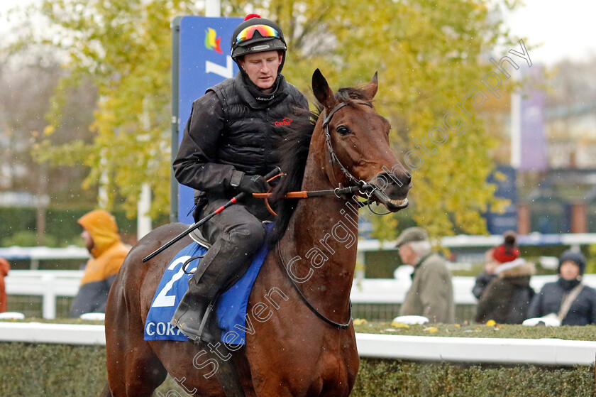 Salver-0001 
 SALVER
Coral Gold Cup gallops morning Newbury 19 Nov 20234 - Pic Steven Cargill / Racingfotos.com