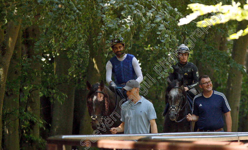 Roaring-Lion-0001 
 ROARING LION (right, Kieran O'Neill) before working on the racecourse with MASTER SINGER (left)
Newmarket 30 Jun 2018 - Pic Steven Cargill / Racingfotos.com