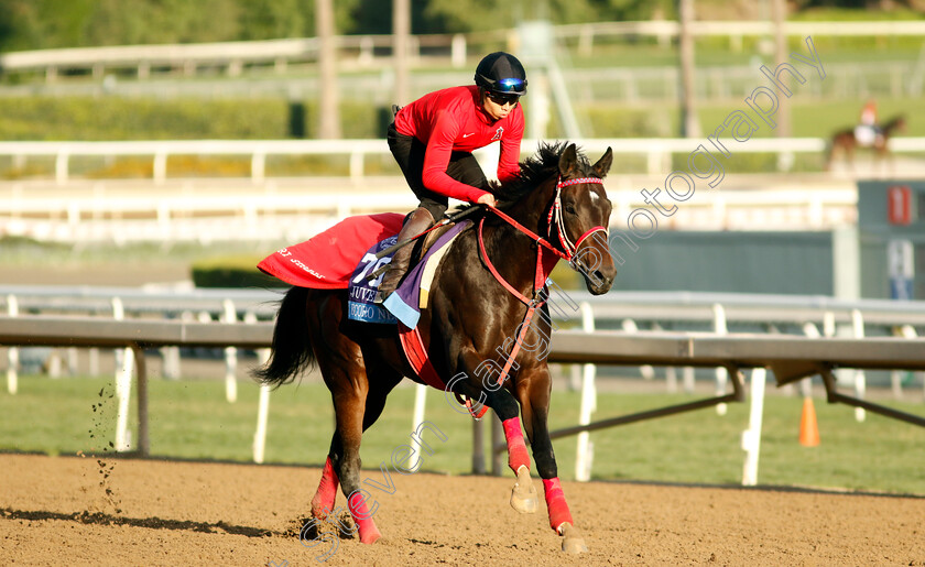 Ecoro-Neo-0001 
 ECORO NEO training for The Breeders' Cup Juvenile 
Santa Anita USA, 30 October 2023 - Pic Steven Cargill / Racingfotos.com