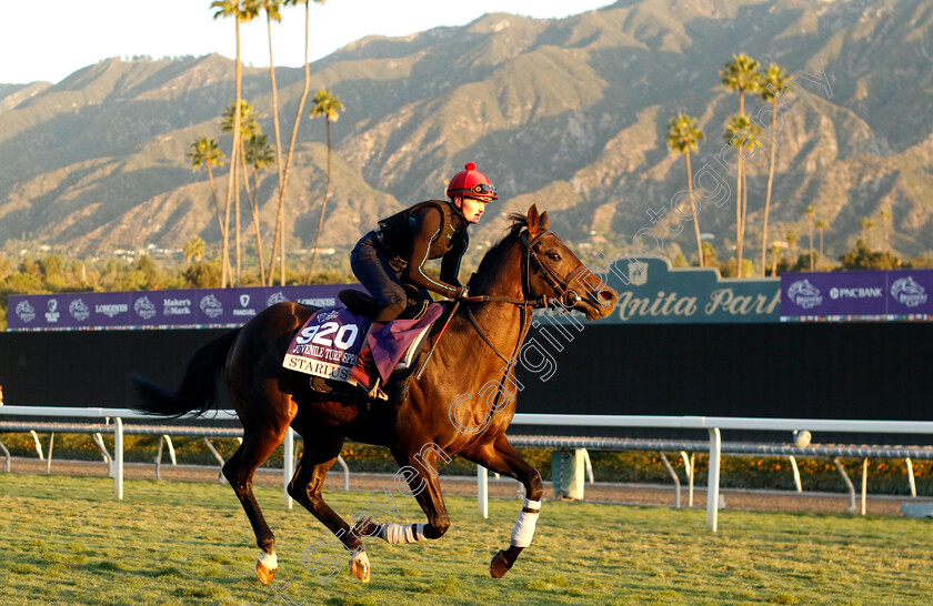 Starlust-0001 
 STARLUST training for the Breeders' Cup Juvenile Turf Sprint
Santa Anita USA, 1 Nov 2023 - Pic Steven Cargill / Racingfotos.com