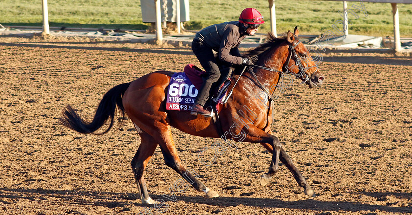 Aesop s-Fables-0001 
 AESOP'S FABLES training for The Breeders' Cup Turf Sprint
Santa Anita USA, 31 October 2023 - Pic Steven Cargill / Racingfotos.com