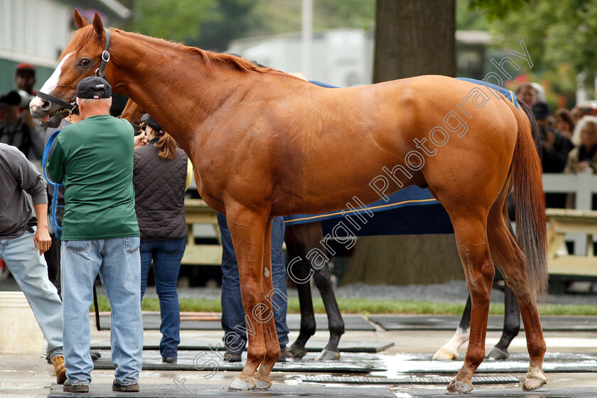 Justify-0019 
 JUSTIFY after exercising in preparation for The Belmont Stakes
Belmont Park USA 7 Jun 2018 - Pic Steven Cargill / Racingfotos.com