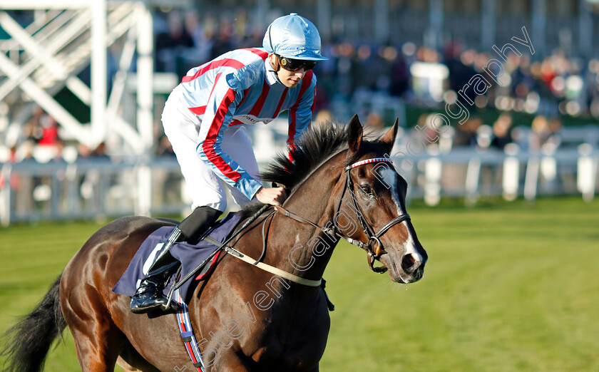 Toomevara-0001 
 TOOMEVARA (Louis Steward)
Yarmouth 18 Oct 2022 - Pic Steven Cargill / Racingfotos.com