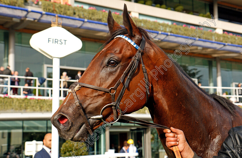 Mukalal-0006 
 MUKALAL after The Troy Asset Management Handicap Ascot 6 Oct 2017 - Pic Steven Cargill / Racingfotos.com