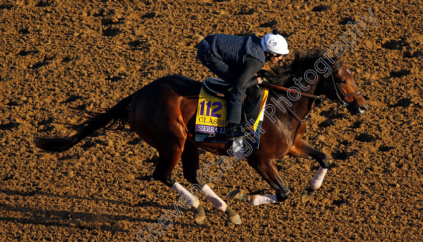 Sierra-Leone-0002 
 SIERRA LEONE training for the Breeders' Cup Classic
Del Mar USA 30 Oct 2024 - Pic Steven Cargill / Racingfotos.com