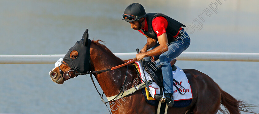 Emperor-Of-The-Sun-0002 
 EMPEROR OF THE SUN exercising in preparation for Friday's Bahrain International Trophy
Sakhir Racecourse, Bahrain 18 Nov 2021 - Pic Steven Cargill / Racingfotos.com