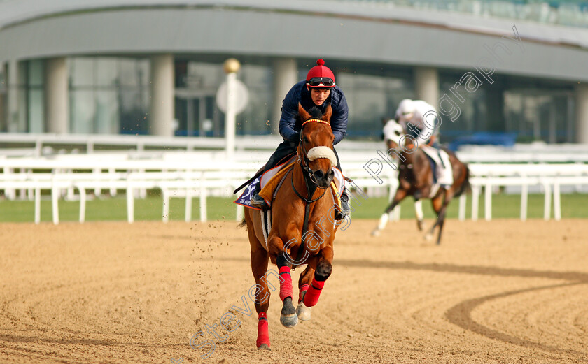 GM-Hopkins-0002 
 GM HOPKINS, trained by Jaber Ramadhan, exercising in preparation for The Dubai World Cup Carnival, Meydan 18 Jan 2018 - Pic Steven Cargill / Racingfotos.com