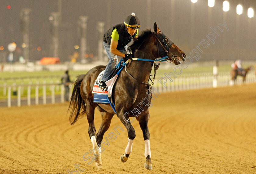 Midnight-Bourbon-0001 
 MIDNIGHT BOURBON training for the Dubai World Cup
Meydan, Dubai, 23 Mar 2022 - Pic Steven Cargill / Racingfotos.com