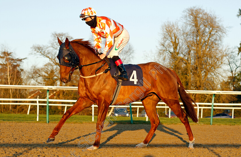 Marta-Boy-0001 
 MARTA BOY (Shane Kelly)
Lingfield 26 Feb 2021 - Pic Steven Cargill / Racingfotos.com