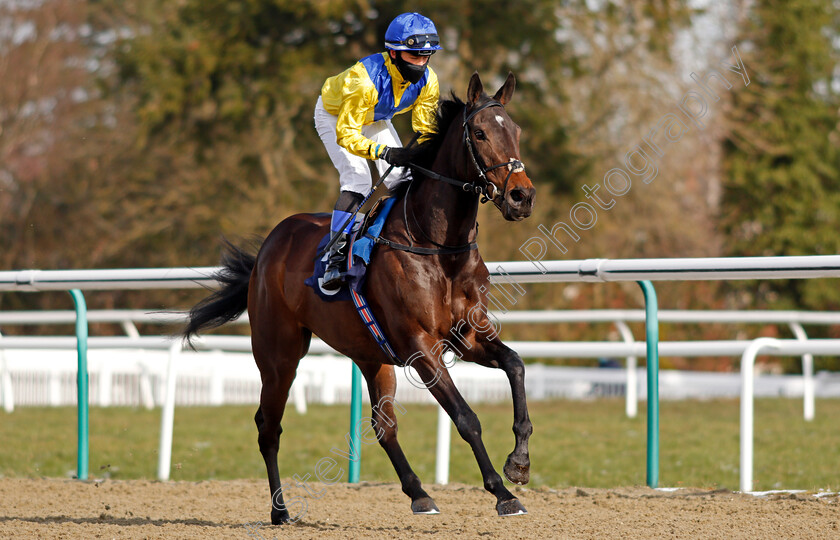 Moohareeba-0002 
 MOOHAREEBA (Benoit de la Sayette)
Lingfield 13 Feb 2021 - Pic Steven Cargill / Racingfotos.com