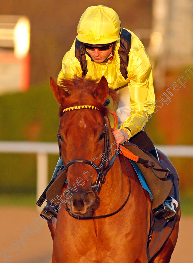 Nehaall-0001 
 NEHAALL (Jack Mitchell) winner of The Ladbrokes Fillies Novice Stakes
Wolverhampton 3 Jan 2020 - Pic Steven Cargill / Racingfotos.com