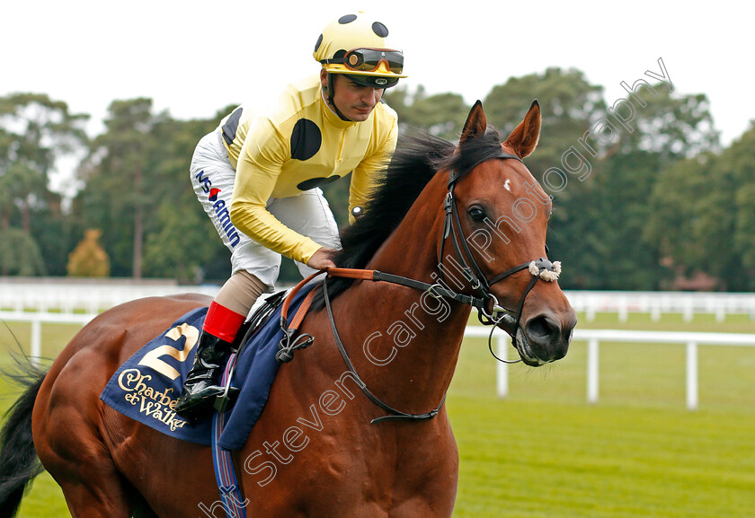 Count-Of-Amazonia-0001 
 COUNT OF AMAZONIA (Andrea Atzeni)
Ascot 6 Sep 2019 - Pic Steven Cargill / Racingfotos.com