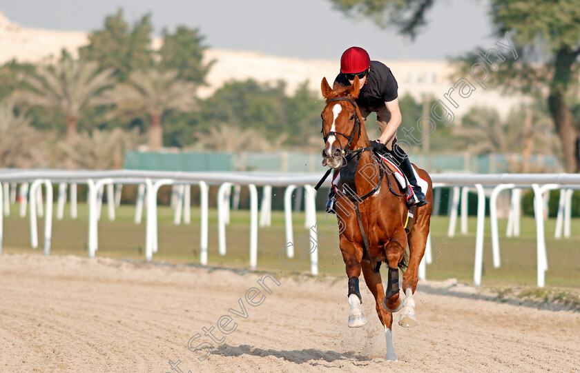 Sovereign-0003 
 SOVEREIGN training for the Bahrain International Trophy
Rashid Equestrian & Horseracing Club, Bahrain, 19 Nov 2020 - Pic Steven Cargill / Racingfotos.com